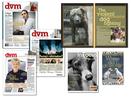 DVMNewsmagazine